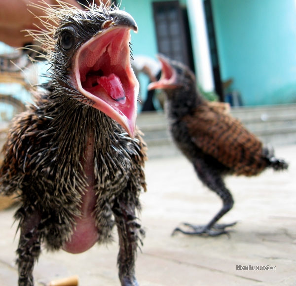 Anh Tùng cho biết: “Cách đây mấy hôm, tôi ra vườn chặt tre để sửa lại cái bếp thì thấy ở bụi tre gần đấy có một chiếc tổ kì lạ làm bằng rác lẫn với cành cây và lá cây khô, cuộn tròn lại bằng cái thúng cái. Thấy lạ nên tôi mới đến xem. Anh Tùng cho biết: “Cách đây mấy hôm, tôi ra vườn chặt tre để sửa lại cái bếp thì thấy ở bụi tre gần đấy có một chiếc tổ kì lạ làm bằng rác lẫn với cành cây và lá cây khô, cuộn tròn lại bằng cái thúng cái. Thấy lạ nên tôi mới đến xem.