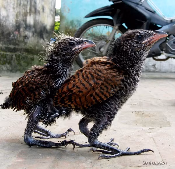 Sau khi nghe tin anh Tùng vừa bắt được đôi chim lạ, rất nhiều người dân hiếu kỳ gần đấy đã kéo đến xem. Hầu hết đều cho biết chưa hề thấy loài chim này bao giờ. Cũng có ý kiến cho rằng đó là chim diều hâu, có người phỏng đoán đó là loài chim cắt. Trong khi đó cũng có người cho rằng đây là một loài đại bàng núi… Tuy nhiên không ai biết đích xác hai con chim lạ nói trên thuộc loài chim gì. Sau khi nghe tin anh Tùng vừa bắt được đôi chim lạ, rất nhiều người dân hiếu kỳ gần đấy đã kéo đến xem. Hầu hết đều cho biết chưa hề thấy loài chim này bao giờ. Cũng có ý kiến cho rằng đó là chim diều hâu, có người phỏng đoán đó là loài chim cắt. Trong khi đó cũng có người cho rằng đây là một loài đại bàng núi… Tuy nhiên không ai biết đích xác hai con chim lạ nói trên thuộc loài chim gì.