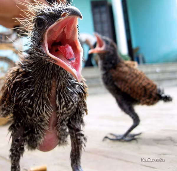 Anh Tùng cho biết: “Cách đây mấy hôm, tôi ra vườn chặt tre để sửa lại cái bếp thì thấy ở bụi tre gần đấy có một chiếc tổ kì lạ làm bằng rác lẫn với cành cây và lá cây khô, cuộn tròn lại bằng cái thúng cái. Thấy lạ nên tôi mới đến xem. Anh Tùng cho biết: “Cách đây mấy hôm, tôi ra vườn chặt tre để sửa lại cái bếp thì thấy ở bụi tre gần đấy có một chiếc tổ kì lạ làm bằng rác lẫn với cành cây và lá cây khô, cuộn tròn lại bằng cái thúng cái. Thấy lạ nên tôi mới đến xem.