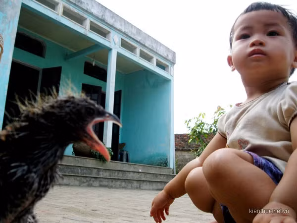 “Sau đó, tôi lấy một chiếc sào tre dài rồi đứng từ xa để chọc vào tổ, bởi nếu có rắn thì rắn sẽ bò ra. Nhưng một lúc sau vẫn không thấy có động tĩnh gì. Tôi đánh bạo đến gần hơn, dùng que vạch tổ ấy ra thì phát hiện bên trong tổ là 2 con chim non nhưng có hình dáng khá lớn”. “Sau đó, tôi lấy một chiếc sào tre dài rồi đứng từ xa để chọc vào tổ, bởi nếu có rắn thì rắn sẽ bò ra. Nhưng một lúc sau vẫn không thấy có động tĩnh gì. Tôi đánh bạo đến gần hơn, dùng que vạch tổ ấy ra thì phát hiện bên trong tổ là 2 con chim non nhưng có hình dáng khá lớn”.