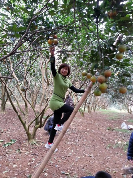 Để chọn được cam Cao Phong "chính hiệu" nhiều khách hàng đã cất công vào tận vườn cam để mua