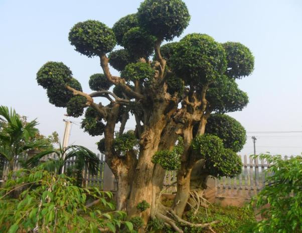 Những hình ảnh về cây dối cổ thụ có một không hai ở Hoài Đức.