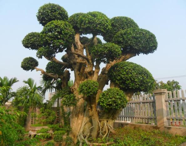 Theo chủ nhân cây duối, gốc duối có 5 thân tự nhiên hiếm có, dáng ngũ phúc mang biểu tượng có ý nghĩa: 1. Trường thọ, 2. Phú quý, 3. Khang linh, 4. Hiếu đức, 5. Thiện chung có nghĩa là có phúc tốt lành may mắn, có lộc giàu có nhiều ruộng đất, có thọ là sống lâu trăm tuổi, an lành sống yên ổn, khang là vui vẻ. Khi có đủ ngũ phúc mới được gọi là thập toàn mỹ.