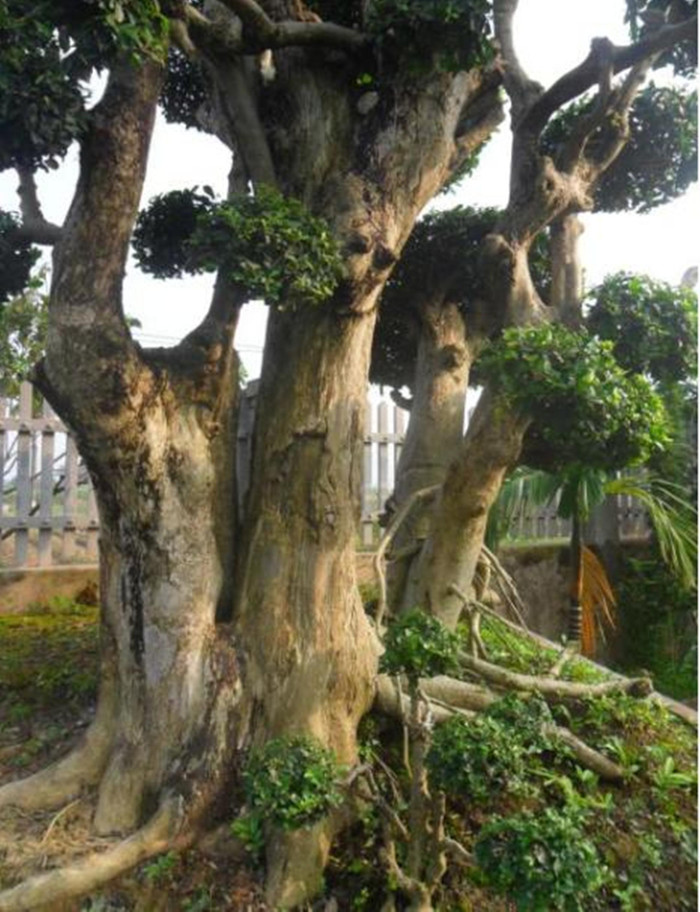 Gốc duối cổ thụ này có tới 5 thân, cao 4,5m, rộng 4,5m