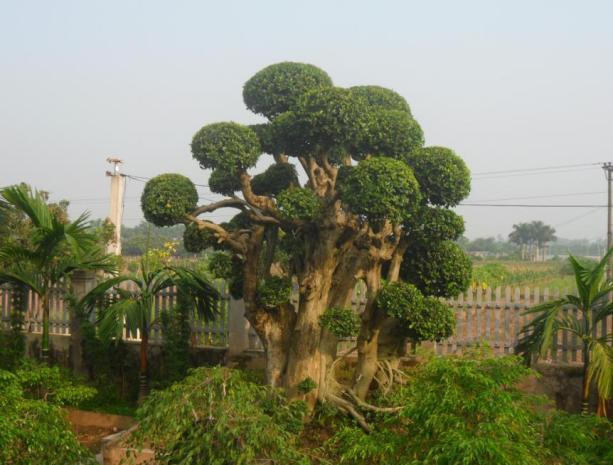 Ngũ phúc là dáng cây được ưa chuộng nhất sinh vật cảnh. Các cụ xưa hay chơi dáng ngũ phúc và hay để giữa sân trước cửa chính ngôi nhà như là một lời chúc tết đầu năm cho cả gia đình mình.