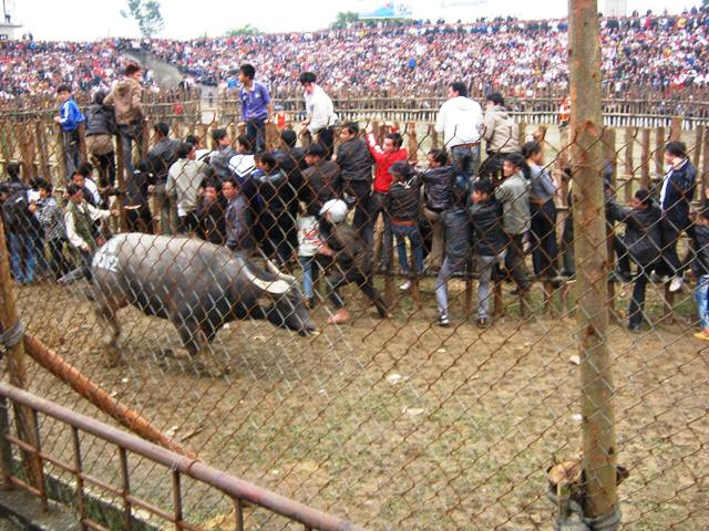 Một 'ông cầu' tháo chạy khiến du khách phải trèo cả lên hàng rào bảo vệ