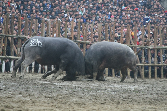 Hấp dẫn màn thi đấu kịch tính của các "ông cầu" Hấp dẫn màn thi đấu kịch tính của các "ông cầu"