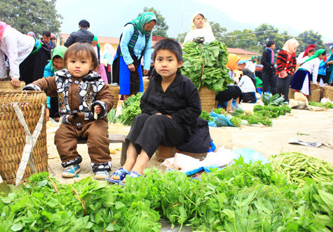 Nếu không đi bán rau em sẽ không có tiền đi học Nếu không đi bán rau em sẽ không có tiền đi học