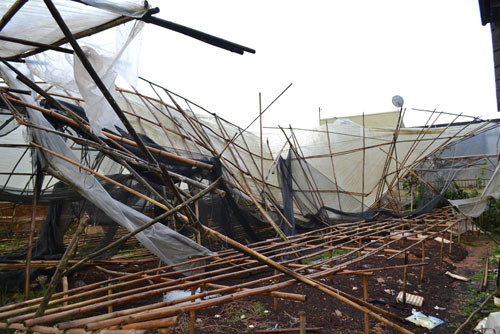 Nhà kính ươm giống bị sập Nhà kính ươm giống bị sập