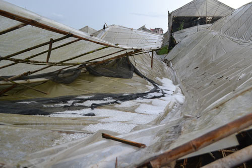 Mưa đá làm sập nhà kính Mưa đá làm sập nhà kính