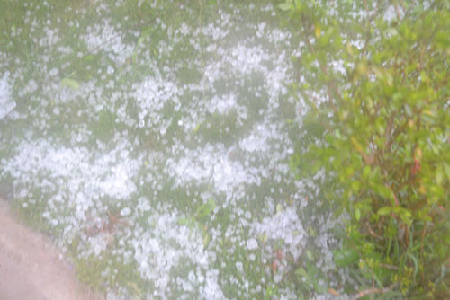 Mưa đá phủ kín cỏ Mưa đá phủ kín cỏ
