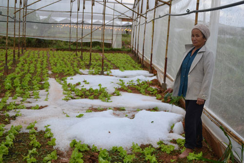 Vườn rau nhà kính tràn ngập đá đóng thành tảng lớn Vườn rau nhà kính tràn ngập đá đóng thành tảng lớn
