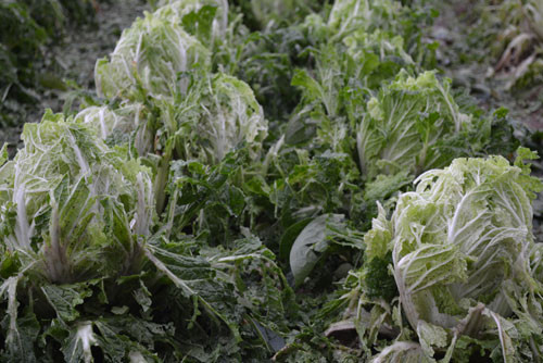 Vườn cải bị đánh nát Vườn cải bị đánh nát