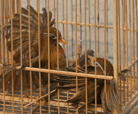 Kết thúc trận đấu. Kết thúc trận đấu.