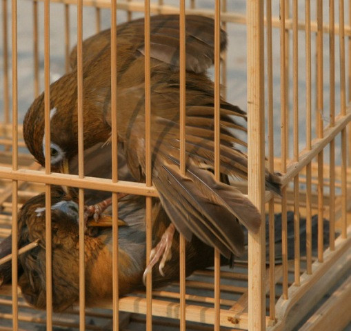 Áp đảo. Áp đảo.