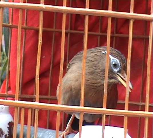 Thét lớn khi thấy đối thủ Thét lớn khi thấy đối thủ