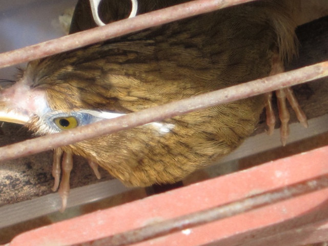 Mắt sắc Mắt sắc