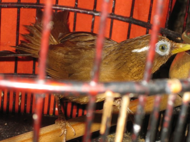 Chân dài, móng sắc Chân dài, móng sắc