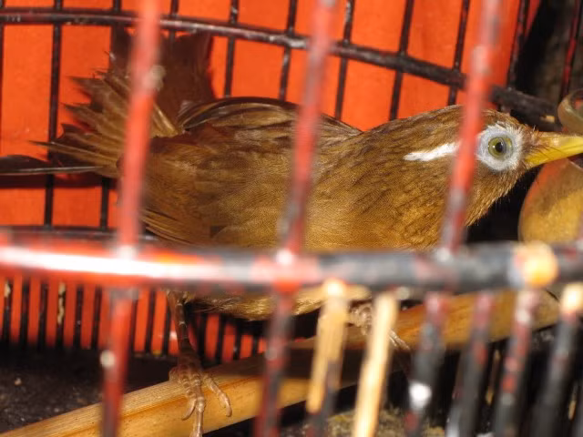 Chân dài, móng sắc