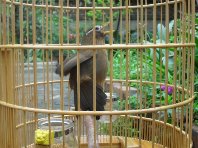 Nhảy vồ Nhảy vồ