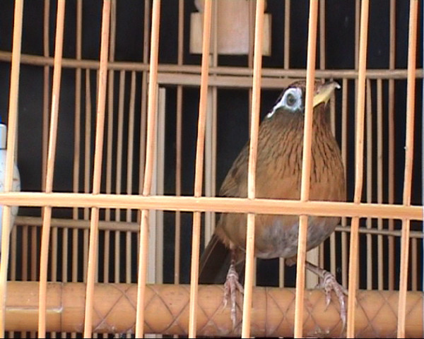 Mỏ nhọn Mỏ nhọn