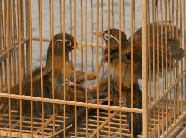 Gay cấn! Gay cấn!