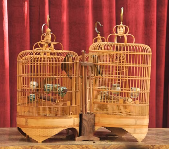 Cuộc tranh hùng của "đấu sỹ rừng xanh"