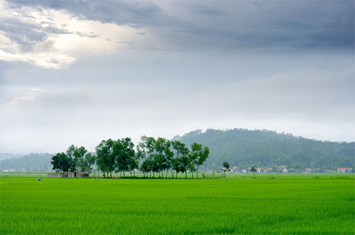 Cánh đồng Nghệ An Cánh đồng Nghệ An