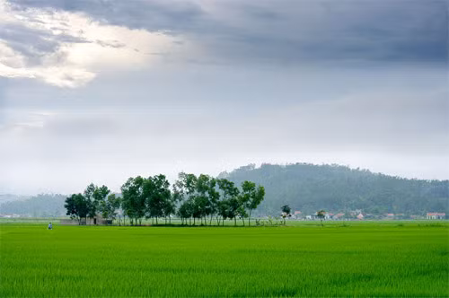 Cánh đồng Nghệ An Cánh đồng Nghệ An