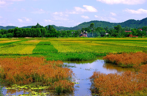 Cánh đồng Bắc Giang Cánh đồng Bắc Giang