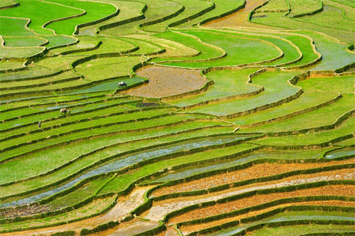 Cánh đồng Mù Căng Chải (Yên Bái)