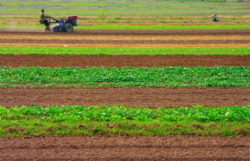 Ruộng hoa màu Ruộng hoa màu