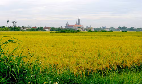 Đồng lúa Nam Định Đồng lúa Nam Định