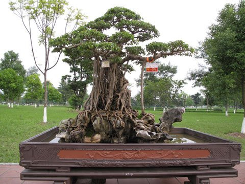 Siêu cây đình đám thời điểm tháng 10/2010.