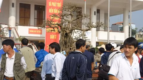 "Mâm xôi con gà" được tỉa hết lá, chỉ có các tay cành.