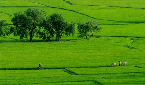 Cánh đồng An Giang