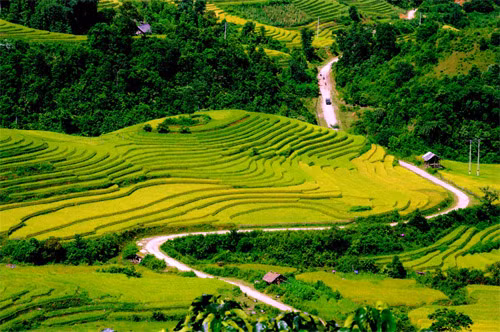Cánh đồng Sapa Cánh đồng Sapa