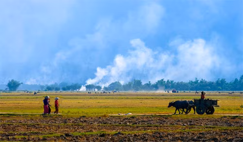 Cánh đồng Ninh Thuận Cánh đồng Ninh Thuận