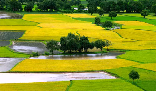 Cánh đồng An Giang Cánh đồng An Giang