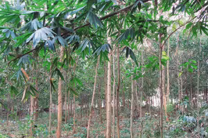 Người cha miệt mài giữ đất, trồng rừng bảo vệ môi trường sinh thái