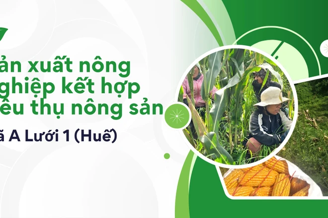 Mở lối sản xuất nông nghiệp gắn với đầu ra, cải thiện đời sống bà con tại xã A Lưới 1