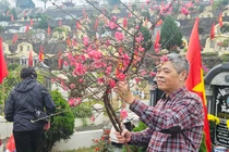 Sắm đào quất, người Hà Nội tấp nập đi tảo mộ cuối năm