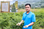 Trồng ớt gió giữa cao nguyên đá, hợp tác xã giúp người dân có thêm thu nhập ổn định