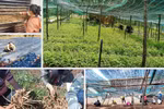 Đồng bào dân tộc thiểu số Xơ Đăng cải thiện đời sống nhờ chuyển từ trồng cây mỳ sang sâm dây