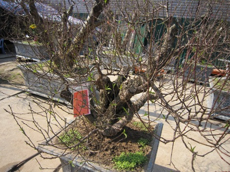 Phần lớn những gốc đào khủng này đã được “niêm yết” tên người thuê, đa số là khách quen. Giá của nó chưa thể tiết lộ vì “chưa biết thời tiết thế nào” nhưng theo giá thuê từ năm ngoái, những gốc đẹp như thế không dưới 20 triệu đồng + "trượt giá" thêm 10-20% do chi phí đầu tư, chăm sóc tăng. Phần lớn những gốc đào khủng này đã được “niêm yết” tên người thuê, đa số là khách quen. Giá của nó chưa thể tiết lộ vì “chưa biết thời tiết thế nào” nhưng theo giá thuê từ năm ngoái, những gốc đẹp như thế không dưới 20 triệu đồng + "trượt giá" thêm 10-20% do chi phí đầu tư, chăm sóc tăng.