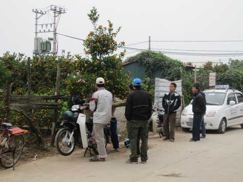 Không riêng đào, tại các vườn quất, dù chưa tới tết Nguyên đán nhưng lượng khách đến mua quất về chơi tết ngày càng tăng cao. Không riêng đào, tại các vườn quất, dù chưa tới tết Nguyên đán nhưng lượng khách đến mua quất về chơi tết ngày càng tăng cao.