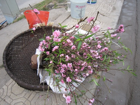 Những cành đào này có giá khá mềm, từ 30.000 - 50.000 đồng. Những cành đào này có giá khá mềm, từ 30.000 - 50.000 đồng.