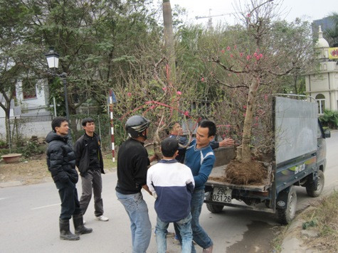 Từ trước Tết Dương lịch, nhiều nhà vườn đã vận chuyển đào đến cho khách đặt đào sớm. Từ trước Tết Dương lịch, nhiều nhà vườn đã vận chuyển đào đến cho khách đặt đào sớm.