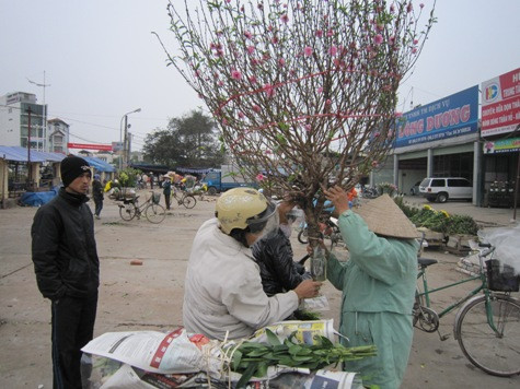 Các chủ vườn đào cho biết, năm nay thời tiết bất thường nên đào Nhật Tân, Phú Thượng nở sớm. Các chủ vườn đào cho biết, năm nay thời tiết bất thường nên đào Nhật Tân, Phú Thượng nở sớm.