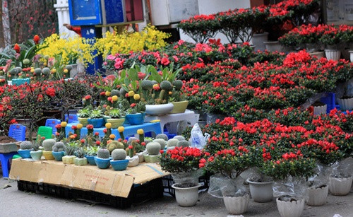 Các loại cây cảnh cũng bắt đầu được bày bán trên nhiều tuyến phố khiến những người du xuân cảm nhận rất rõ không khí Tết cổ truyền đang đến rất gần. Các loại cây cảnh cũng bắt đầu được bày bán trên nhiều tuyến phố khiến những người du xuân cảm nhận rất rõ không khí Tết cổ truyền đang đến rất gần.